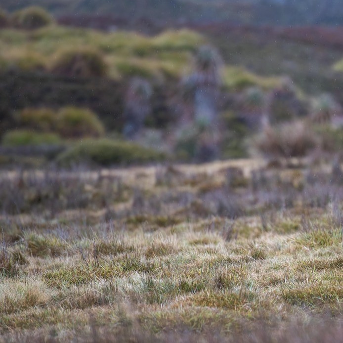Photo of Tasmanian landscape showing green and brown grasses and plants