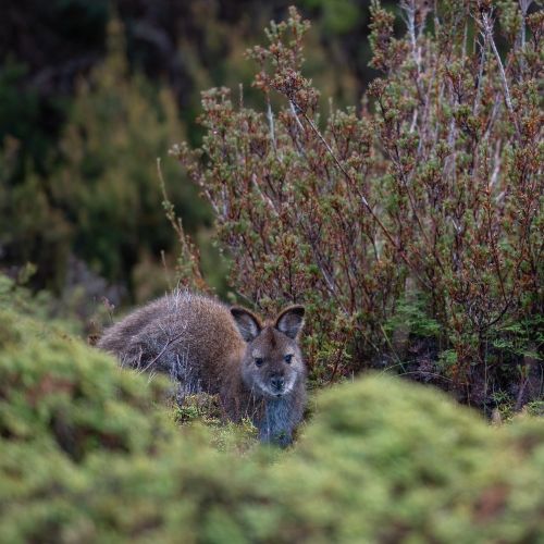 Tasmanian landscape with wallaby